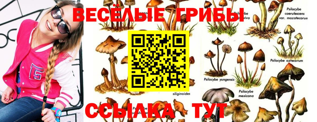 Псилоцибиновые грибы мицелий  Вход с VPN  Ленинск-Кузнецкий 